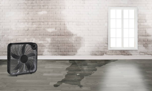 Best Basement water damage restoration  in Six Mile Run, NJ